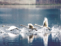 三峡库区蓄水现高山湖泊 优良生态吸引鸟类来越冬