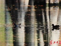 新洲涨渡湖湿地冬日美景