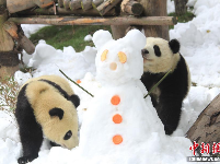 成都大熊猫繁育研究基地举办“丰容”活动 大熊猫雪地撒欢 