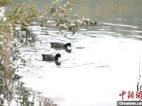 湖北竹山堵河流域迎来珍稀鸟类安家越冬