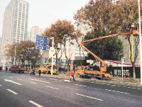 武汉行道树“理发”：预防飞絮改善采光 同时消除安全隐患