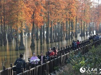 初冬 武汉“水上森林”别样红