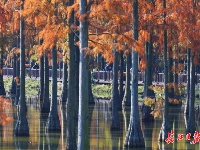 新洲涨渡湖湿地冬日美景