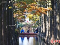 新洲涨渡湖湿地冬日美景