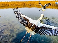 天津湿地 鸟类天堂