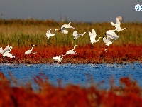 天津湿地 鸟类天堂
