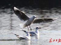 新洲涨渡湖湿地冬日美景