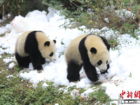 成都大熊猫繁育研究基地举办“丰容”活动 大熊猫雪地撒欢 