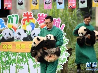 4只半岁大熊猫户外庆祝半岁生日