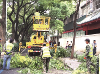 武汉行道树“理发”：预防飞絮改善采光 同时消除安全隐患