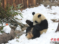 成都大熊猫繁育研究基地举办“丰容”活动 大熊猫雪地撒欢 