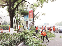 武汉行道树“理发”：预防飞絮改善采光 同时消除安全隐患
