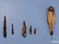 “雪龙2”号在南极“捕获”一批珍贵鱼类样品