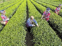 万亩茶园已成为恩施州人民脱贫的主导产业之一