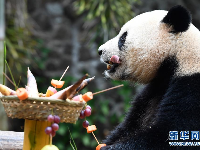 大熊猫“撸串”迎新年 