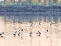 听！武汉各个湿地里冬候鸟唱给春天的歌谣