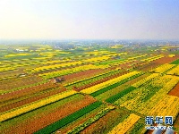 湖北枝江：希望的田野 油菜花开遍地金黄