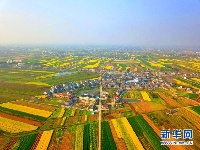 湖北枝江：希望的田野 油菜花开遍地金黄