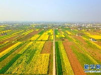 湖北枝江：希望的田野 油菜花开遍地金黄
