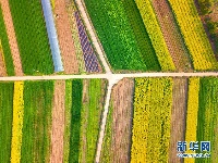 湖北枝江：希望的田野 油菜花开遍地金黄