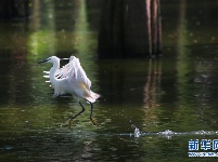 武汉涨渡湖湿地3万只夏候鸟筑巢忙