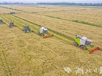 夏收开镰了!
