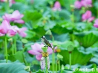 荷花丛中的生态风景画：荷花仙子遇上白头翁