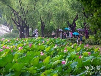 東湖夏荷至