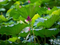 東湖夏荷至