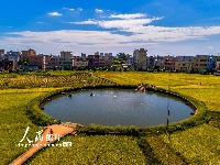 海口文毓古村太极田开割