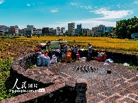 海口文毓古村太极田开割