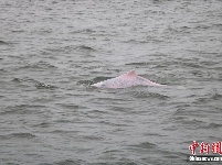 广东雷州湾频见“海上大熊猫”中华白海豚 