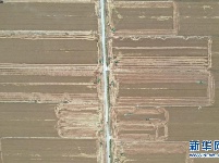 金色田野里“瞰”麦收