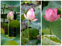 十堰这里的荷花美爆了，快来打卡吧