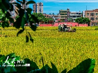 海口文毓古村太极田开割