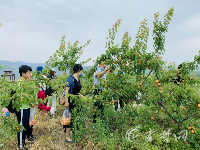 十堰：水果基地丰收采摘忙 助农增收笑颜开