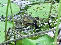 荷花丛中的生态风景画：荷花仙子遇上白头翁