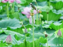 荷花丛中的生态风景画：荷花仙子遇上白头翁