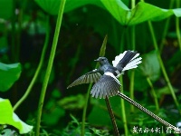 荷花丛中的生态风景画：荷花仙子遇上白头翁