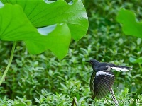 荷花丛中的生态风景画：荷花仙子遇上白头翁