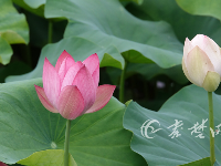 十堰这里的荷花美爆了，快来打卡吧