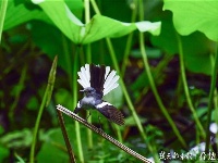 荷花丛中的生态风景画：荷花仙子遇上白头翁