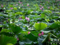 東湖夏荷至