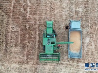 金色田野里“瞰”麦收