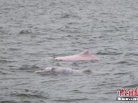 广东雷州湾频见“海上大熊猫”中华白海豚 