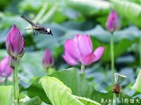 荷花丛中的生态风景画：荷花仙子遇上白头翁
