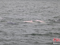 广东雷州湾频见“海上大熊猫”中华白海豚 