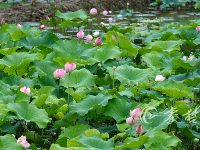 十堰这里的荷花美爆了，快来打卡吧