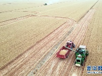金色田野里“瞰”麦收