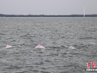 广东雷州湾频见“海上大熊猫”中华白海豚 